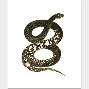 serpent,cobra,reptile,viper,venom,lizard,rattlesnake,king cobra, Posters and Art